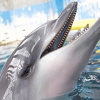 キャステル 【神戸の観光地】須磨海浜水族園徹底ガイド！入園料・園内施設・飼育動物・各種イベントまとめ！
