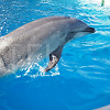 キャステル 【2019】名古屋港水族館の割引情報！チケット割引・年間パスポートの特典割引・宿泊セット割引！