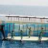 キャステル 新江ノ島水族館のイルカショーを解説！大ジャンプが迫力満点！見どころ、混雑、注意点まとめ