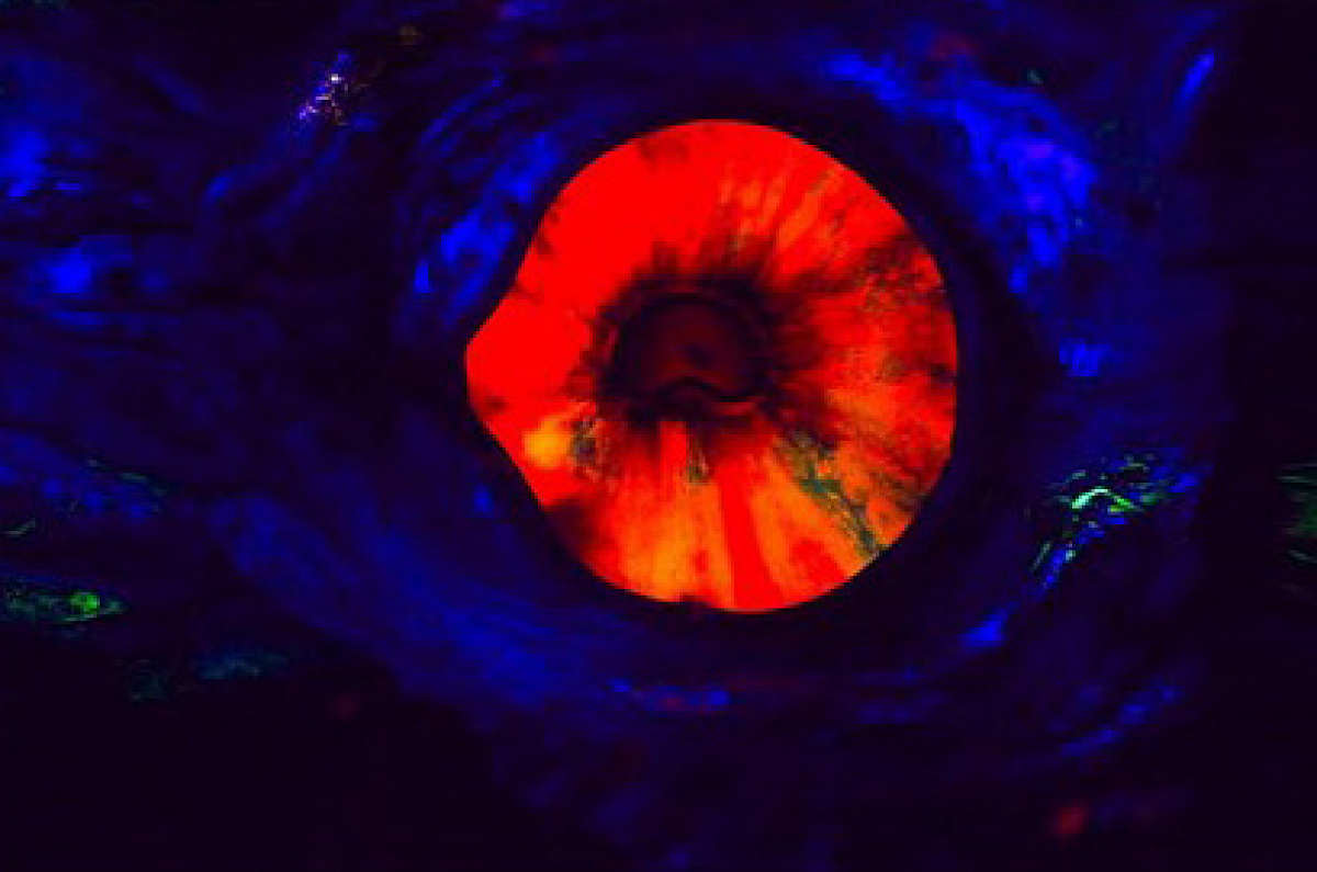 □353：海底2万マイル ノーチラス号 巨大イカ 東京ディズニーシー