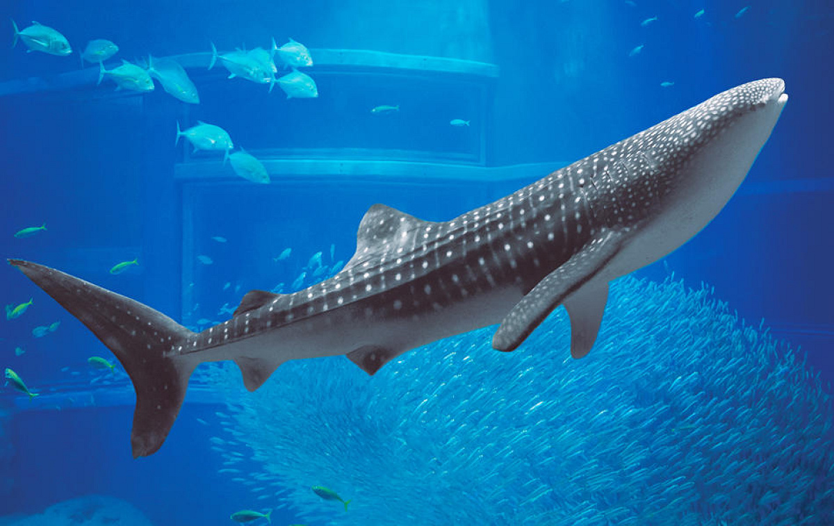 海遊館のジンベエザメ| キャステル | CASTEL ディズニー情報