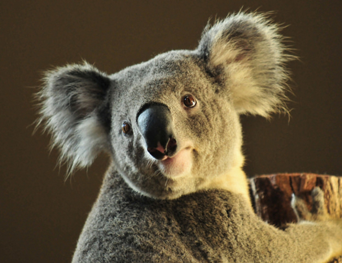 コアラ| キャステル | CASTEL ディズニー情報