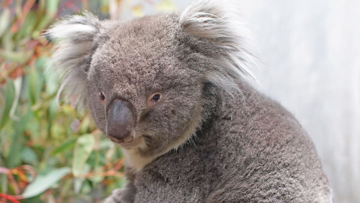 天王寺動物園：【おすすめ②】コアラ他、多くの動物に会える