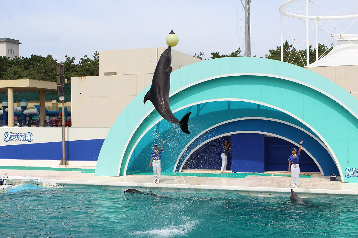 イルカが頭上のボールにめがけて見事なジャンプ！