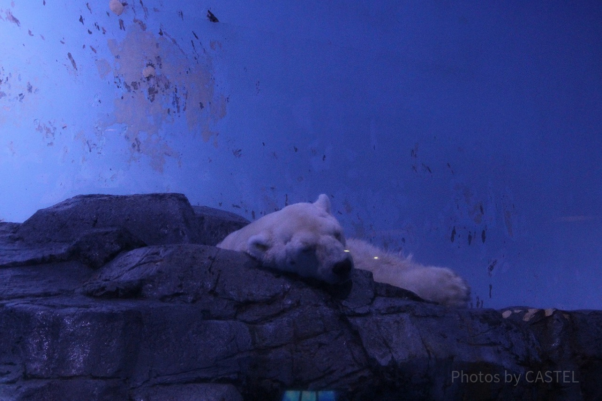 寝顔もかわいいホッキョクグマ