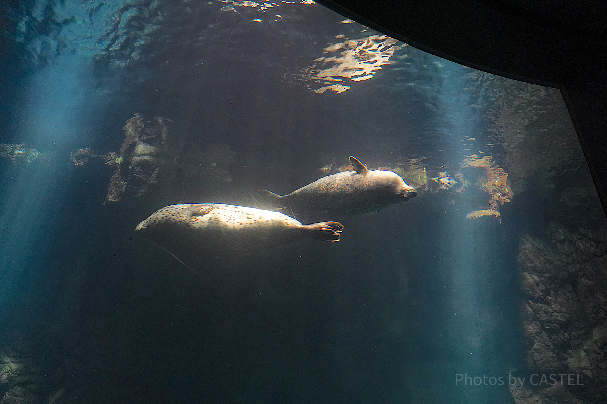 モンタレー湾水槽で泳ぐゴマフアザラシ