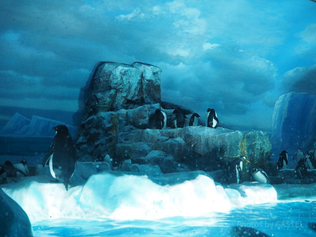 ペンギンたちの住む南極の海