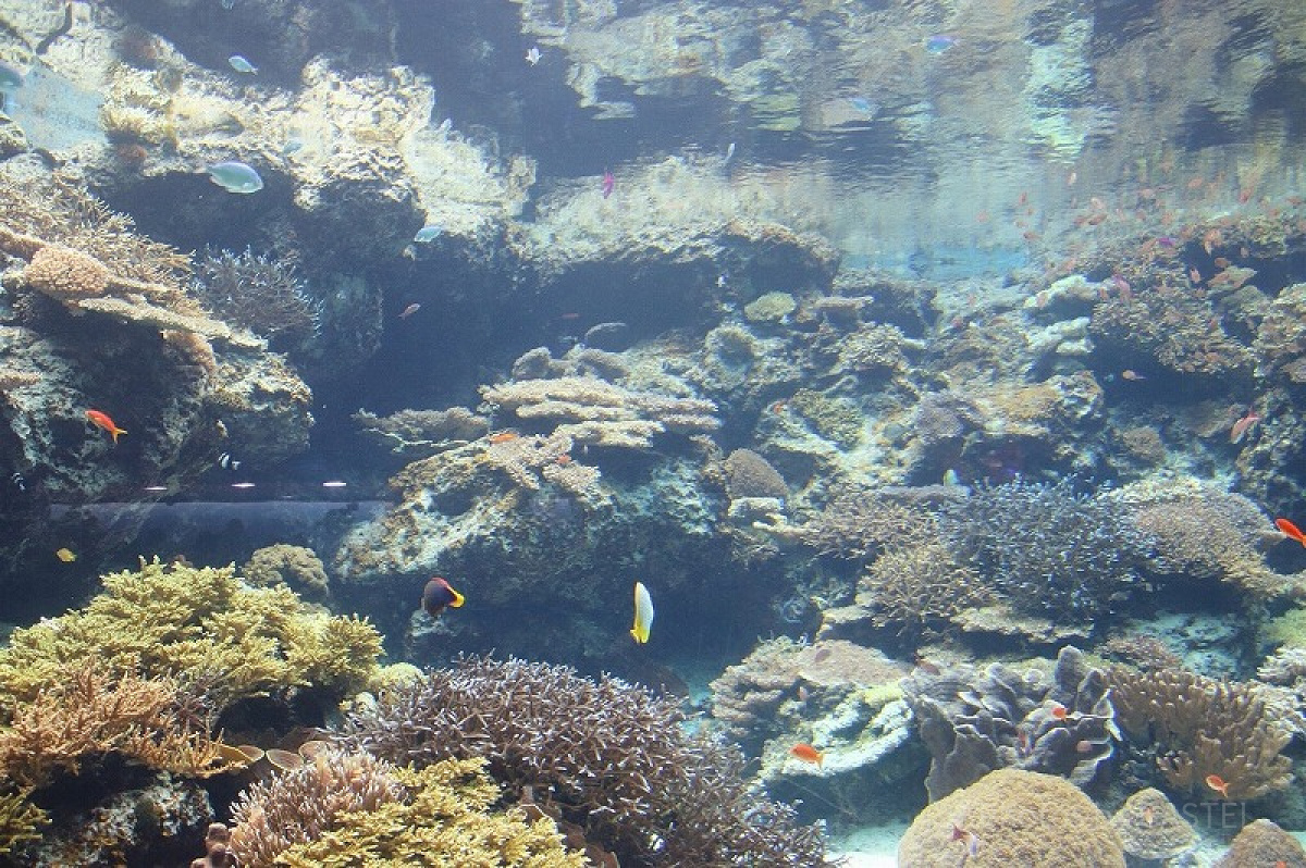 沖縄にある水族館