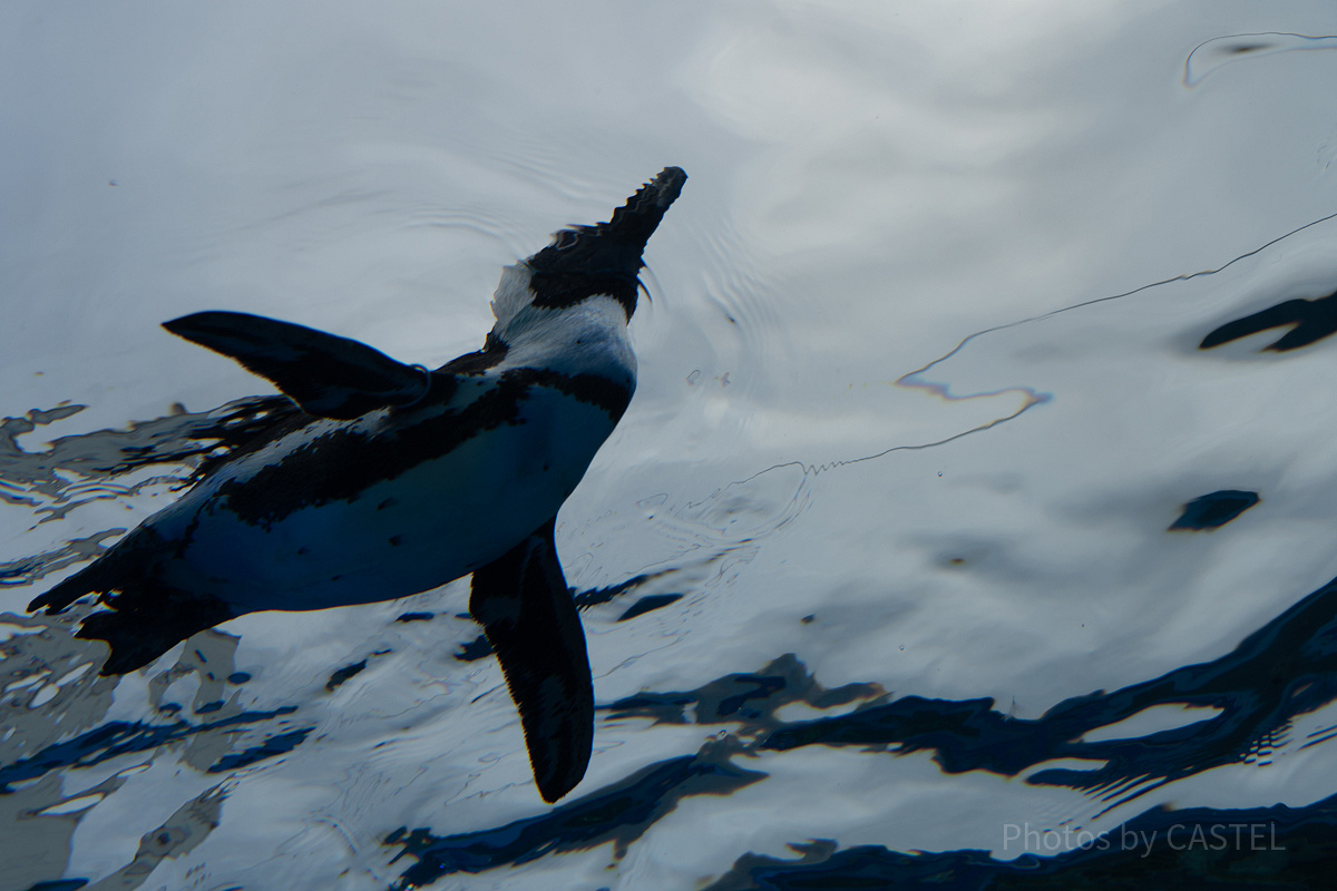 サンシャイン水族館ならではの天空のペンギン