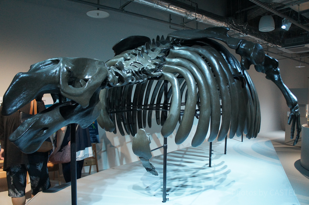 サッポロカイギュウの骨格展示| キャステル | CASTEL ディズニー情報