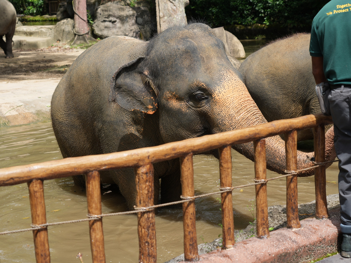 シンガポール動物園：餌やり体験も充実