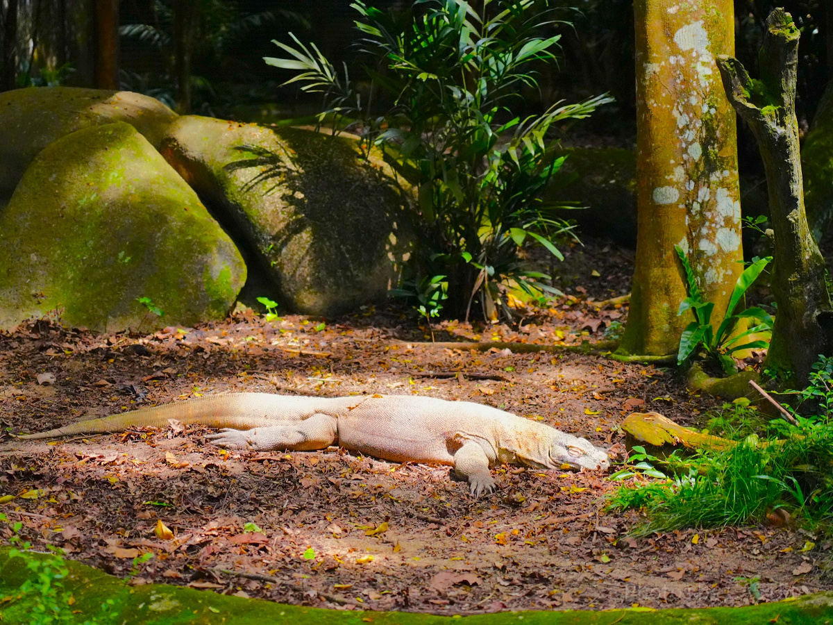 シンガポール動物園：コモドドラゴン