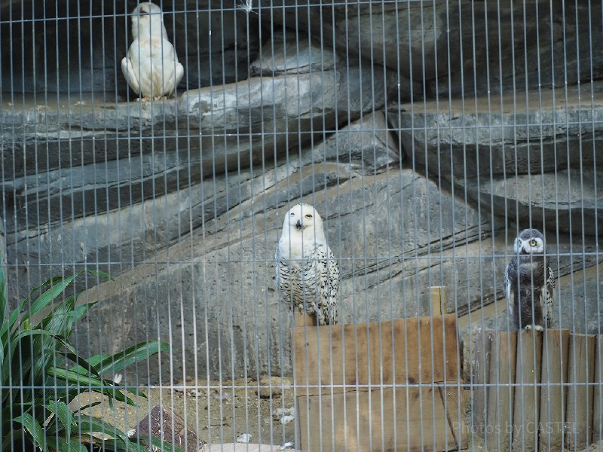上野動物園には鳥などもたくさんいます！