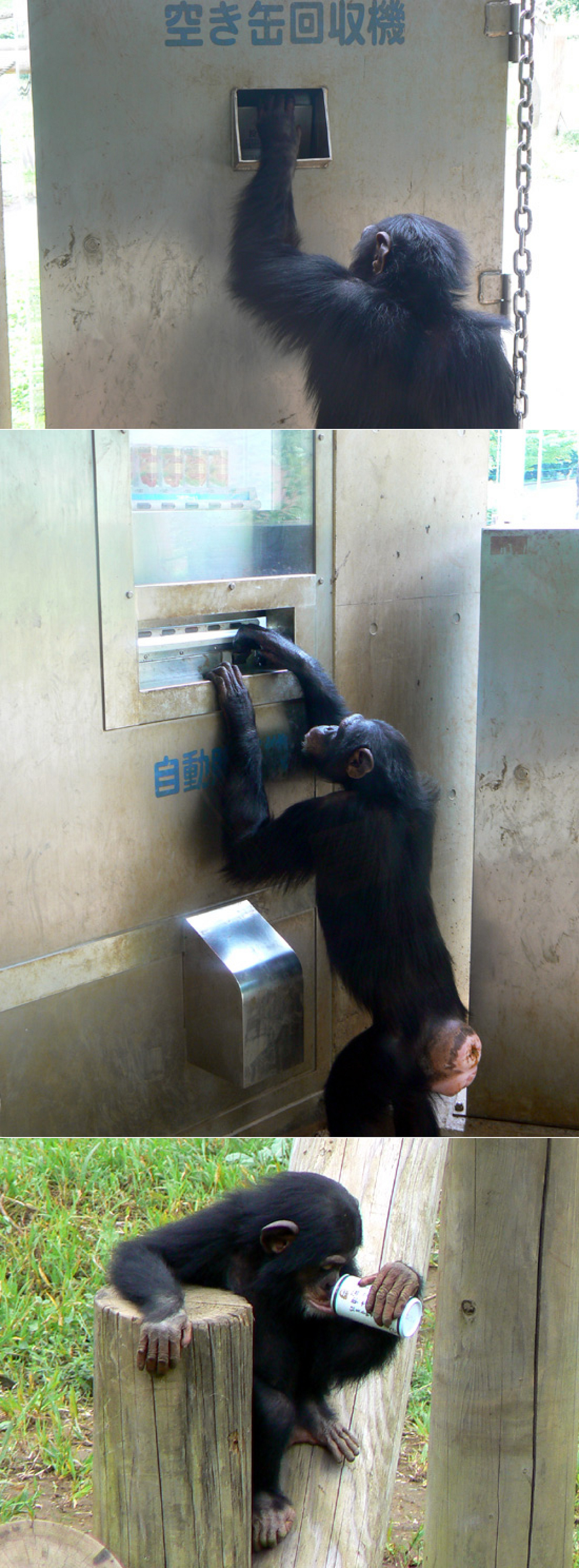 自動販売機を使えるチンパンジー