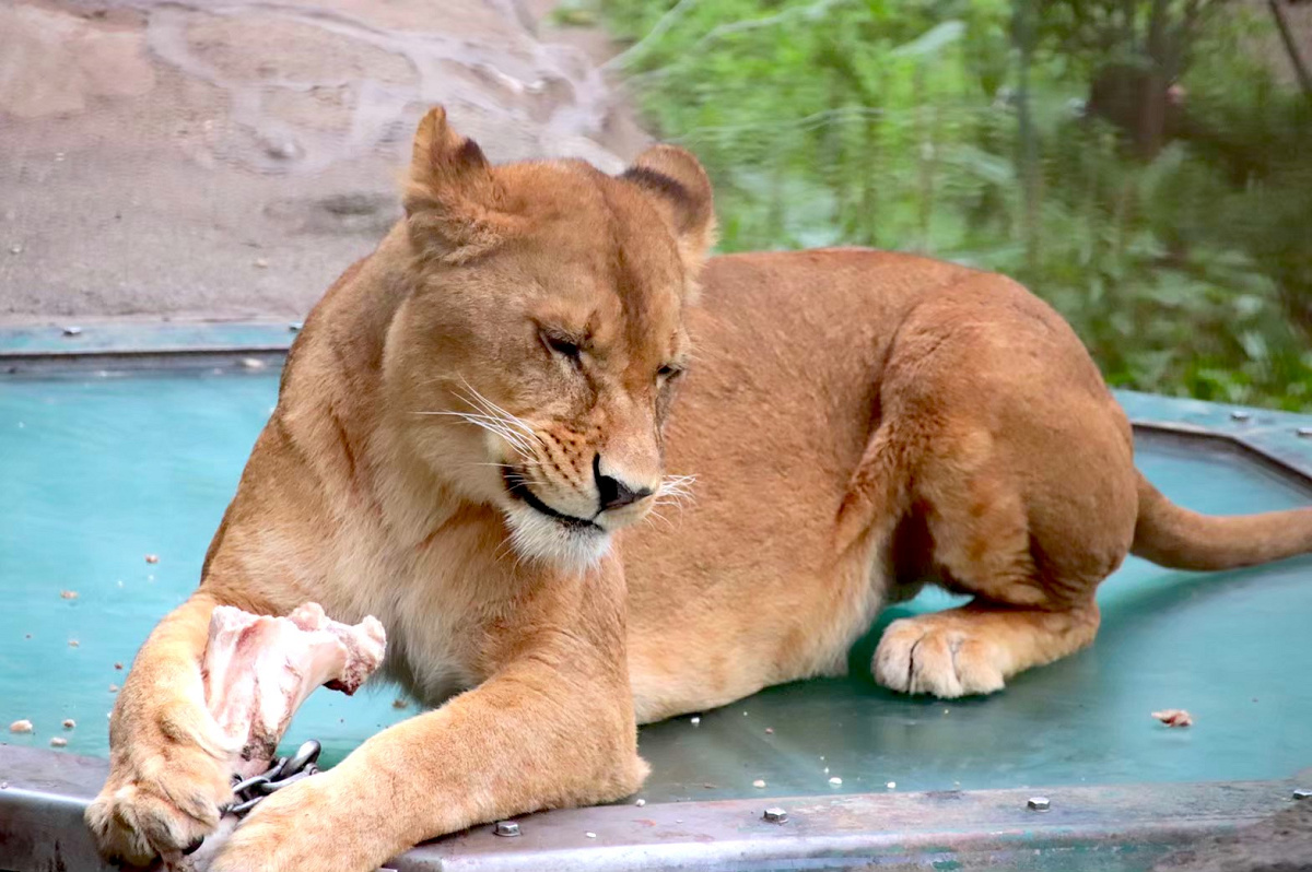 富士サファリパークのメスライオン キャステル Castel ディズニー情報
