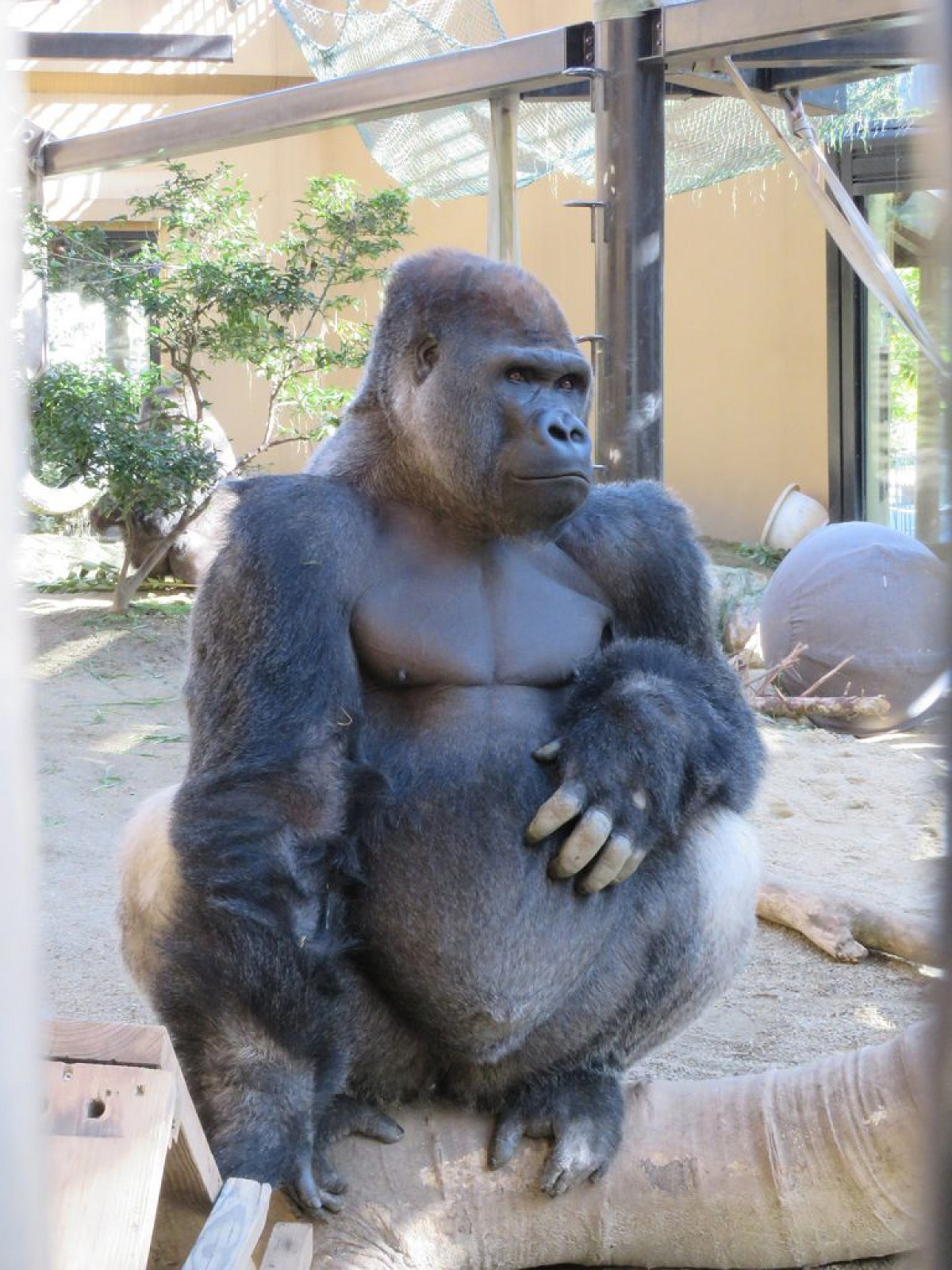 お父さんゴリラのモモタロウ キャステル Castel ディズニー情報