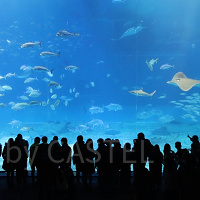 美ら海水族館徹底ガイド!チケット料金&割引方法まとめ!お土産やランチ・ホテル情報も!