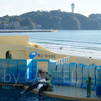 新江ノ島水族館(えのすい)徹底ガイド|2024年クリスマス情報も!場所・営業時間・料金まとめ!おすすめのショー&展示も!