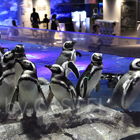 【すみだ水族館】割引情報まとめ！お得にチケットを手に入れる方法を一挙紹介♪