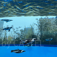 サンシャイン水族館を徹底解説！歴史、見どころ、チケット、アクセス、カフェ、お土産情報を総まとめ！