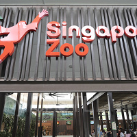シンガポール動物園完全ガイド!みどころ情報やアクセス、チケット割引も!