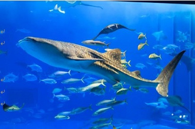 美ら海水族館のジンベエザメ