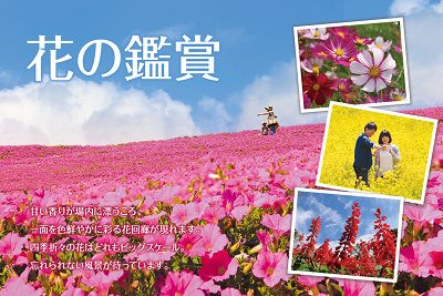 マザー牧場の花の鑑賞