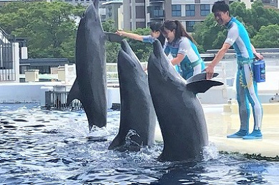 イルカとトレーナーのコミュニケーション