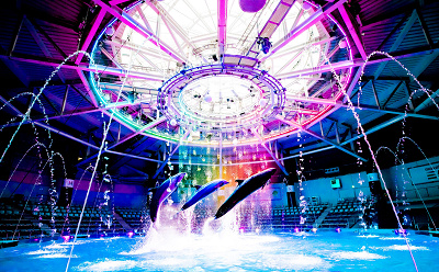 ドルフィンパフォーマンス（ナイトバージョン）