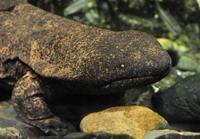 京都水族館のオオサンショウウオ