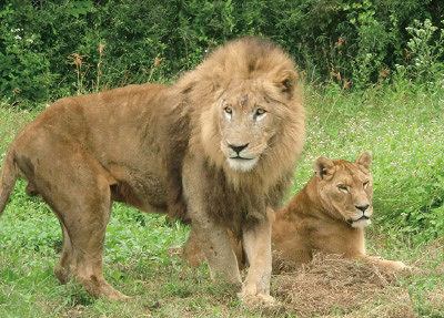 ライオン
