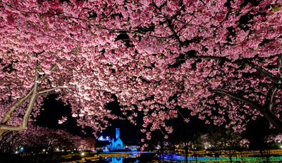 桜の時期のなばなの里イルミネーション