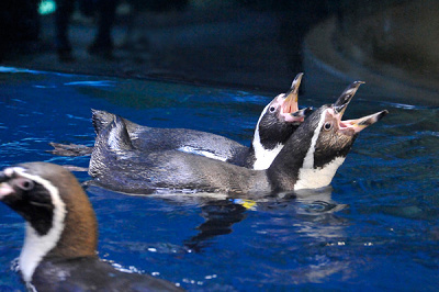 新江ノ島水族館