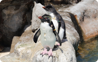 ペンギン島／京急油壷マリンパーク