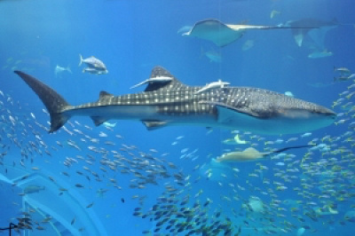 美ら海水族館のジンベイザメ