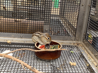 その他の動物