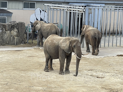 アフリカゾウ