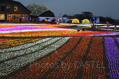 光の花園