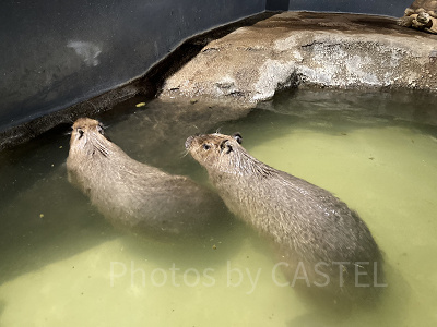 アクアパークにはカピパラも何ともユニークな水族館です