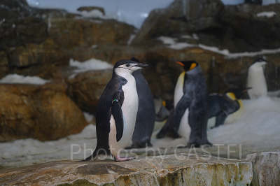 ヒゲペンギン