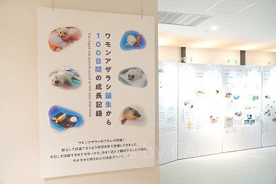ミゾレちゃんの成長記録の展示