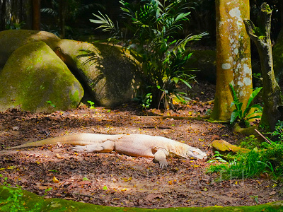 シンガポール動物園：コモドドラゴン
