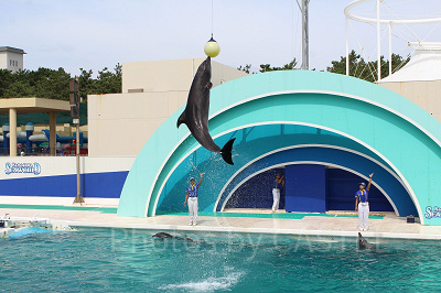 イルカが頭上のボールにめがけて見事なジャンプ！