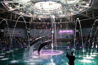 アクアパークではイルカショーも行われます。スケジュールを要チェック！