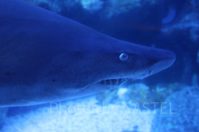 おっかない目をしたシロワニはサメの仲間