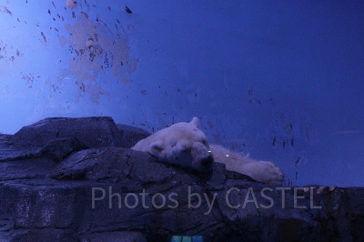 寝顔もかわいいホッキョクグマ