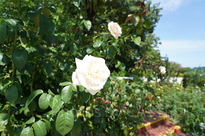 150種類ものバラを育てるバラ園