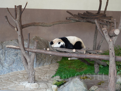 アドベンチャーワールドのパンダ