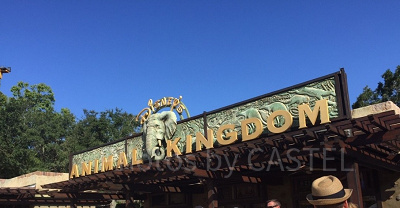 アニマル・キングダム