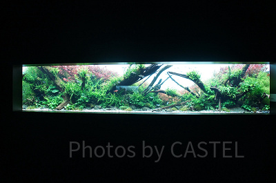 AOAO SAPPOROのネイチャーアクアリウム(「水底の紅葉」)